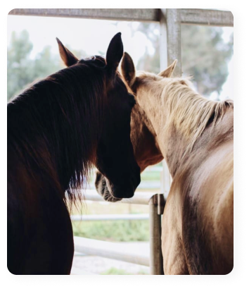 סוסים חווה של דני